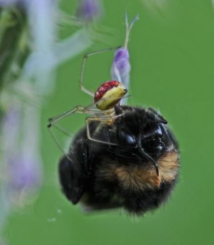 Enoplognatha (latimana-ovata)